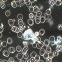 Dunkelfeld-Mikroskopie [klein]